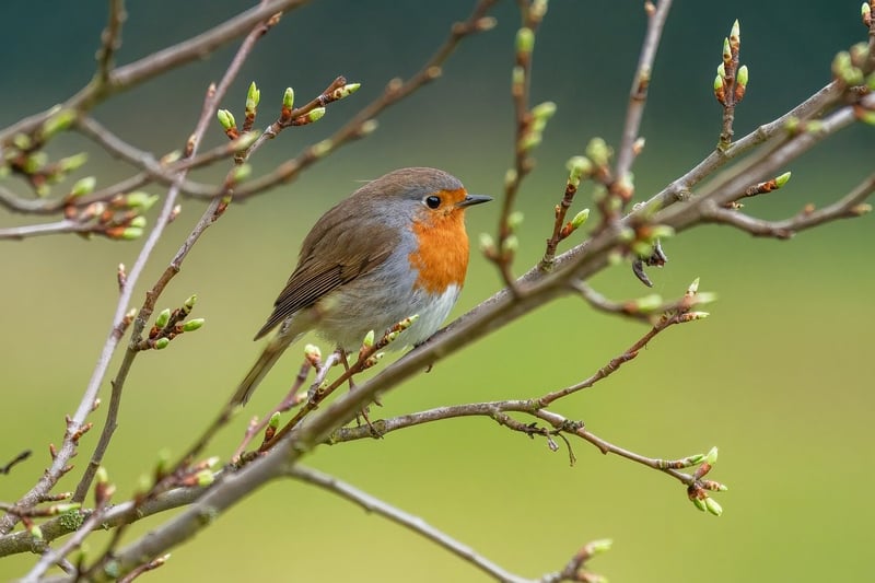 Bird Watching Trails